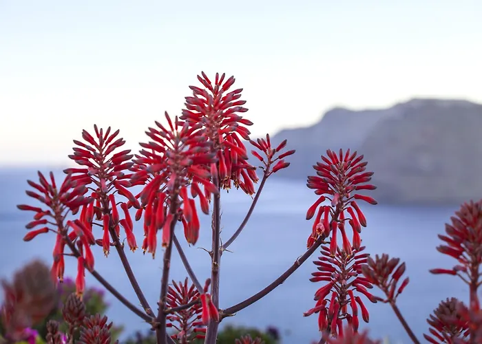 伊斯普拉斯酒店 4* 伊亚